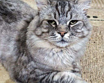 Кошки в Москве: Корсик ищет дом Мальчик, Бесплатно - фото 3