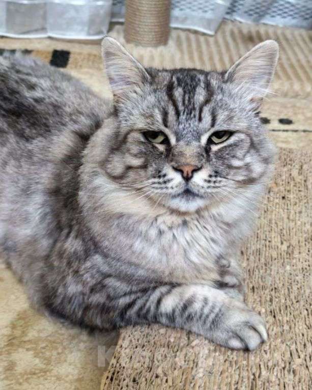 Кошки в Москве: Корсик ищет дом Мальчик, Бесплатно - фото 3