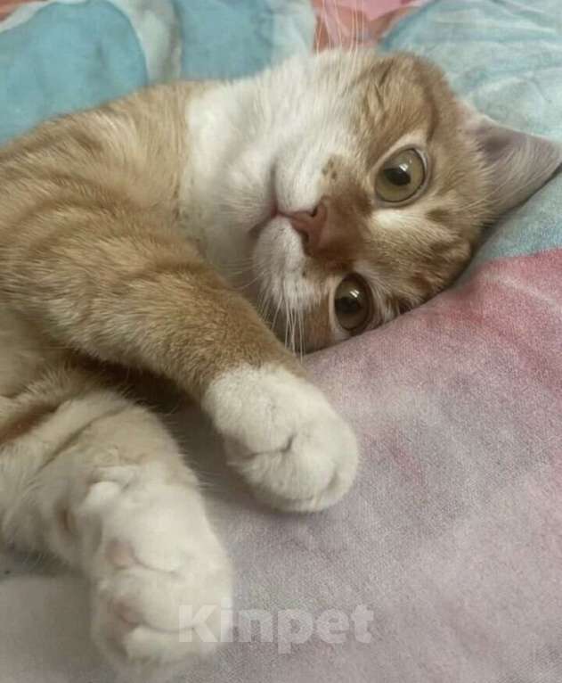 Кошки в Новосибирске: Котик в добрые руки Мальчик, Бесплатно - фото 2