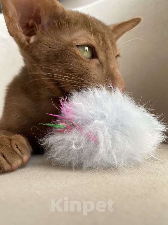 Кошки в Анапе: Ориентальный котик Мальчик, 70 000 руб. - фото 2