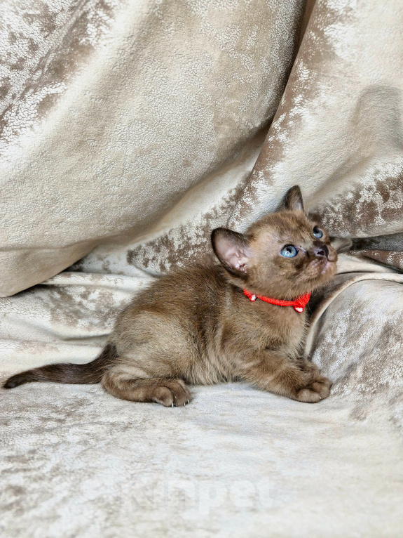 Кошки в Москве: Котята Европейской Бурмы от родителей чемпионов Мальчик, 100 000 руб. - фото 4