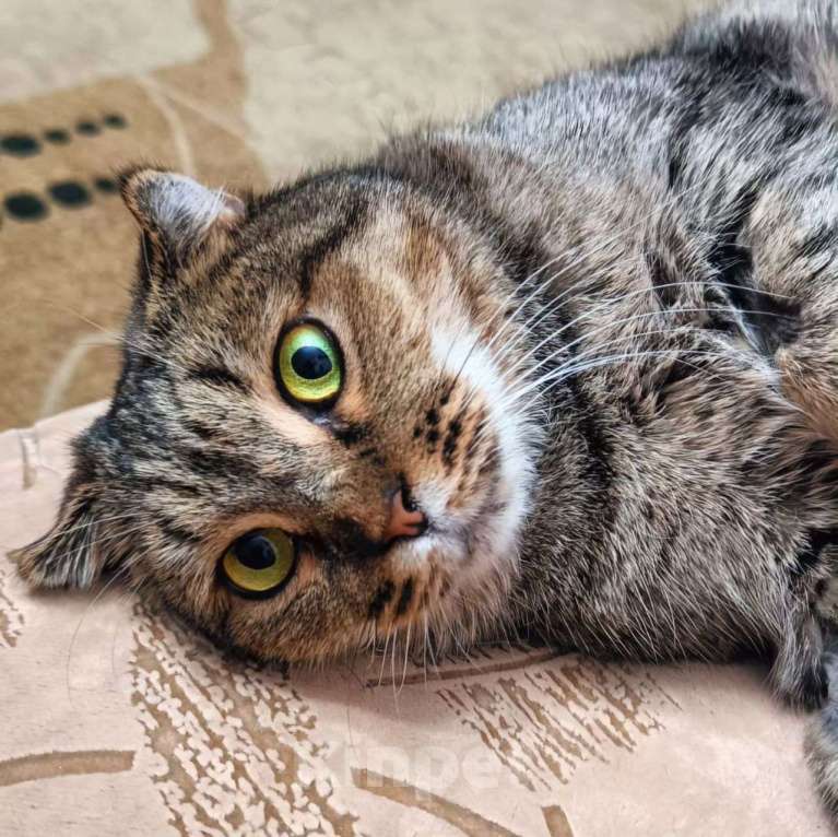 Кошки в Москве: Мадлен, самая плюшевая на свете кошечка Девочка, Бесплатно - фото 4