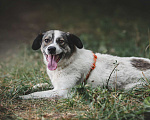 Собаки в Москве: Игривый пёс Дьюк из приюта Мальчик, Бесплатно - фото 4