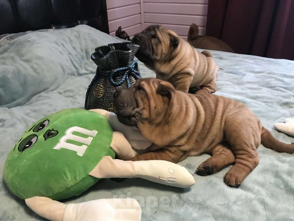 Собаки в Москве: Чистокровные щенки Шарпея Мальчик, Бесплатно - фото 4