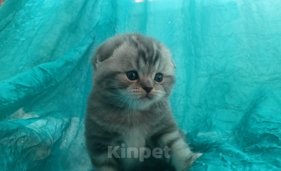 Кошки в Санкт-Петербурге: Шотландский вислоухий котенок Мальчик, 17 000 руб. - фото 3