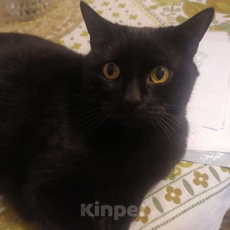 Кошки в Москве: Срочно нужно отдать в хорошие руки Мальчик, Бесплатно - фото 1