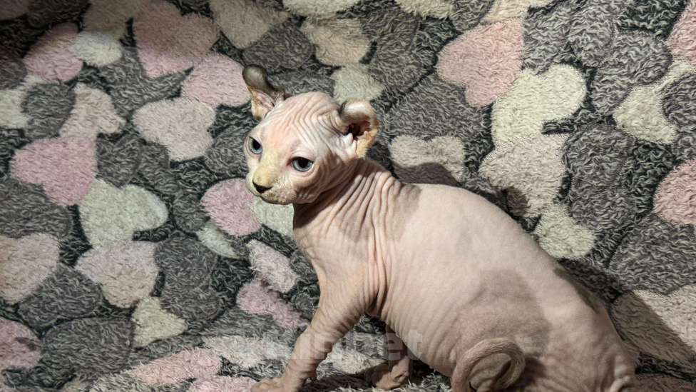 Кошки в других городах Ставропольского края: Канадский сфинкс эльф Девочка, 30 000 руб. - фото 2