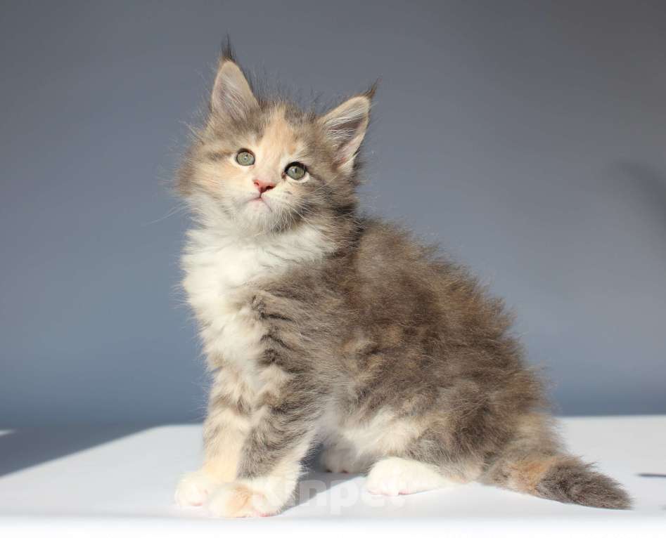 Кошки в Екатеринбурге: Котёнок мейн-кун Диана девочка Девочка, 35 000 руб. - фото 1