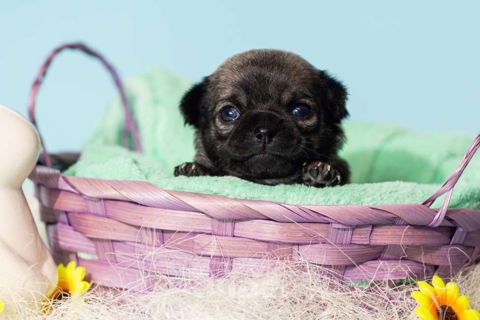 Собаки в Москве: Чихуахуа Мальчик, 50 000 руб. - фото 2