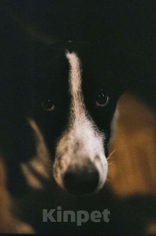 Собаки в Санкт-Петербурге: Щенок-подросток в добрые руки Девочка, Бесплатно - фото 3