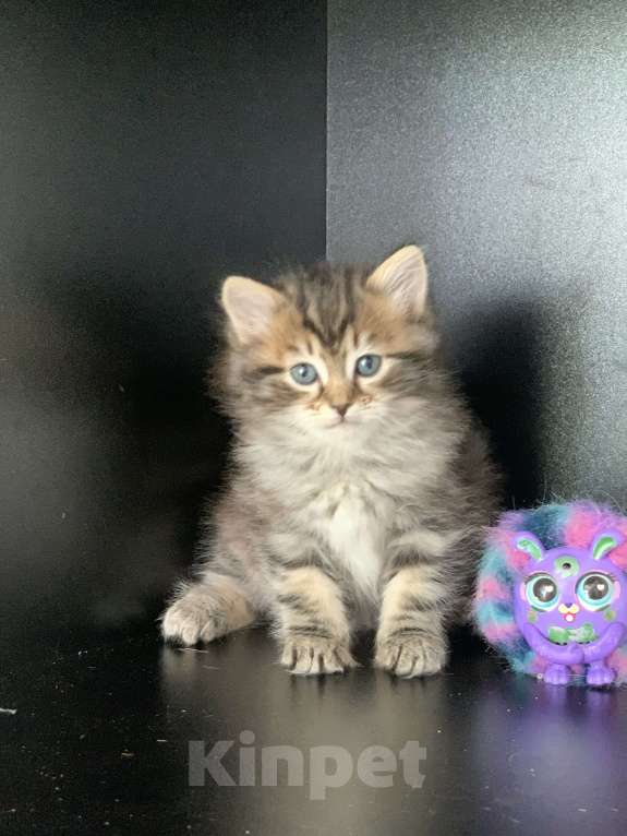 Кошки в Перми: Сибирские котята Мальчик, 45 000 руб. - фото 4