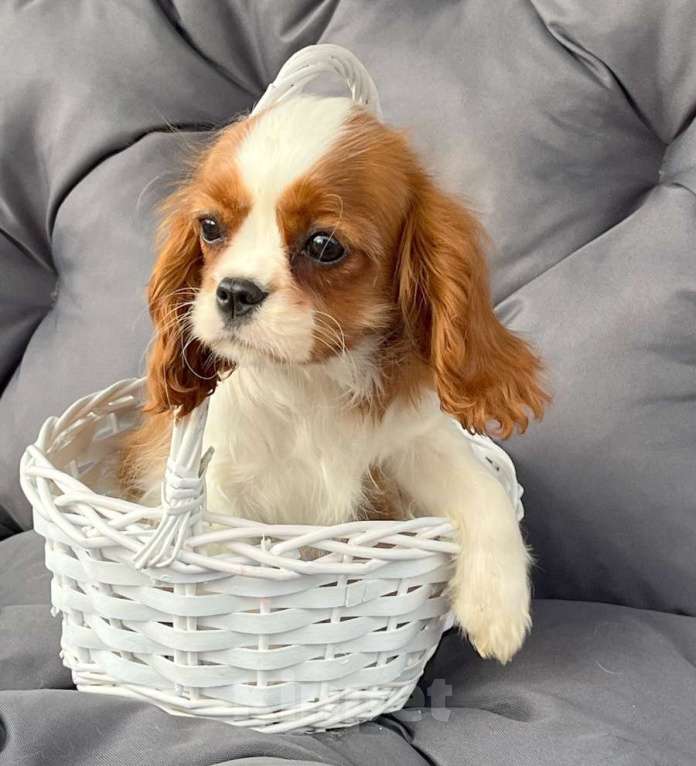 Собаки в Санкт-Петербурге: БЕСТ ИЛРЕАН ЛУКЕРЬЯ Девочка, 160 000 руб. - фото 5