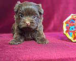 Собаки в Санкт-Петербурге: Шоколадный йорк девочка без подпала Девочка, 110 000 руб. - фото 1