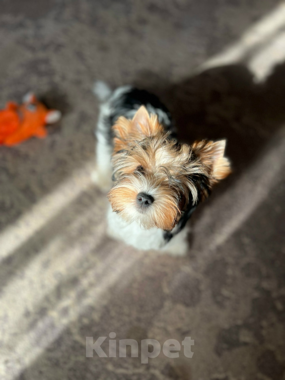 Собаки в Вологде: Бивер терьер (РКФ) девочка ждёт мам-пап ❤🐾 Девочка, Бесплатно - фото 5