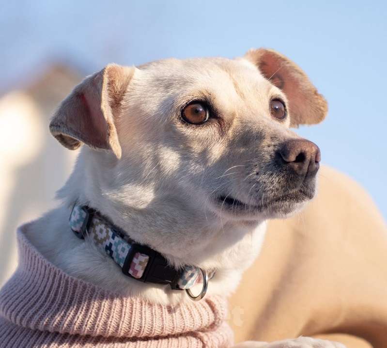 Собаки в Москве: Небольшая собачка Луна ищет дом! Девочка, Бесплатно - фото 1