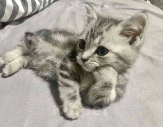 Кошки в Москве: Шотландские котята  Мальчик, 10 000 руб. - фото 1