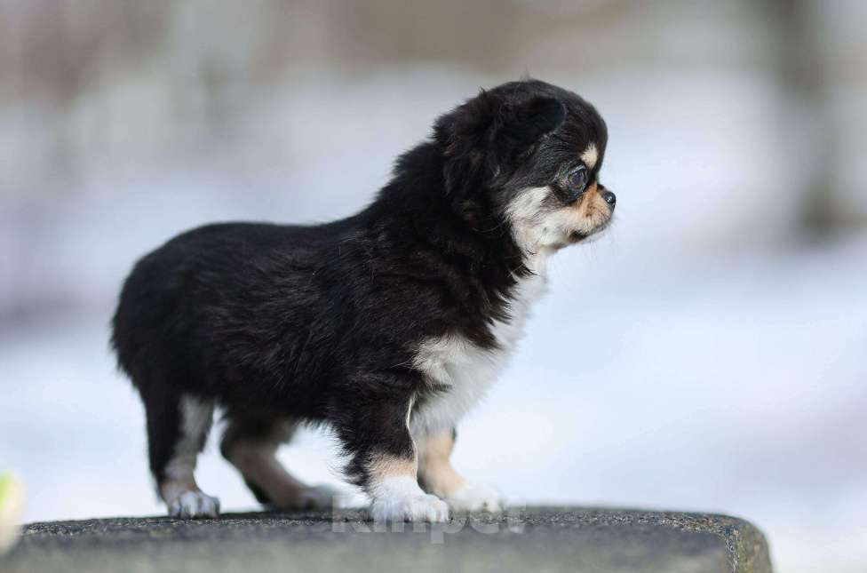 Собаки в Обнинске: Девочка чихуахуа черно-подпалая Девочка, 70 000 руб. - фото 2