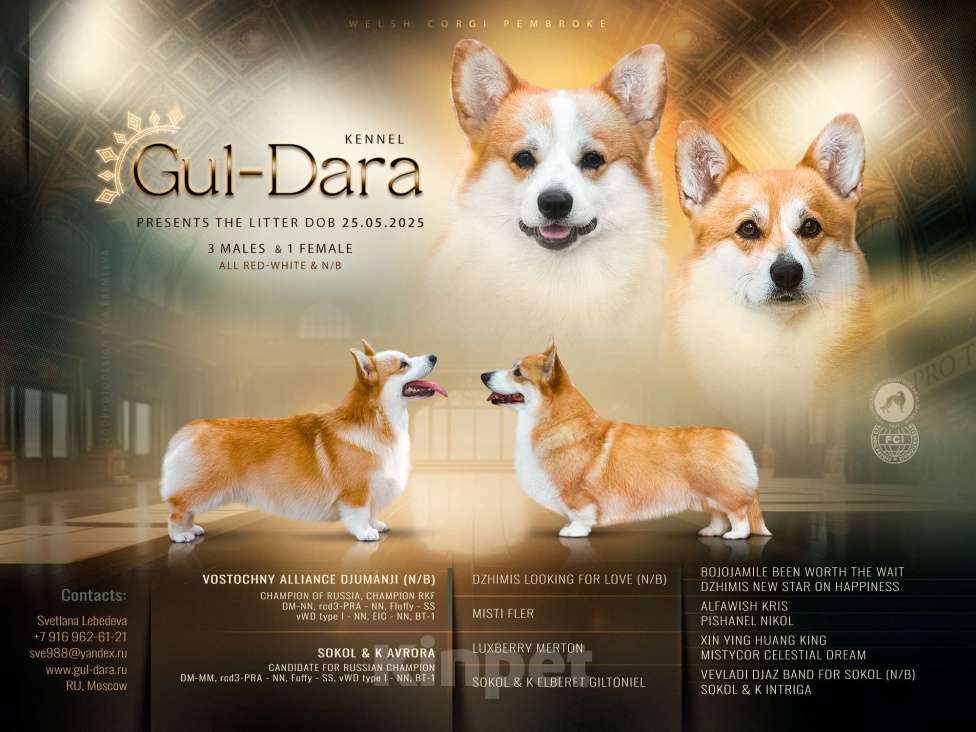 Собаки в других городах Московской области: Щенки вельш корги пемброк. Д.Р. 25.05.2025 Гуль-Дара Жоффрей Мальчик, Бесплатно - фото 10