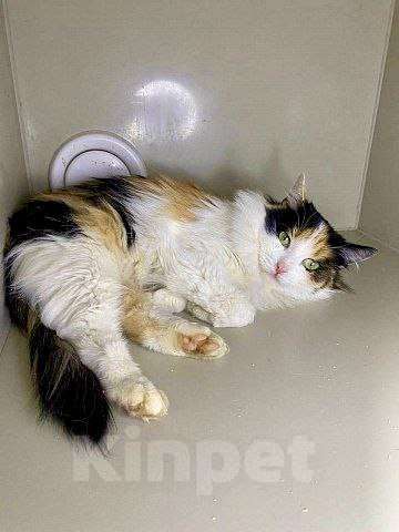 Кошки в Москве: Трехцветная кошка в добрые руки Девочка, Бесплатно - фото 1