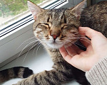 Кошки в Полевском: В добрые руки котика Бонифация Мальчик, Бесплатно - фото 5