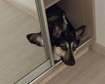 Собаки в Екатеринбурге: Может быть, ты ищешь тут именно меня? Мальчик, Бесплатно - фото 3