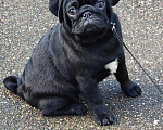 Собаки в Краснодаре: Чёрный мопс Мальчик, Бесплатно - фото 2