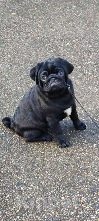 Собаки в Краснодаре: Чёрный мопс Мальчик, Бесплатно - фото 2