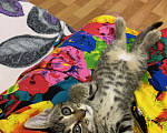 Кошки в Феодосии: Отдам котенка Девочка, Бесплатно - фото 2