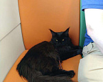 Кошки в Калуге: Без обмана, бывший питомник, котята Мейн-кун, 5 000 руб. - фото 3
