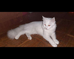Кошки в Малмыже: Мейн кун, 6 000 руб. - фото 1