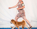 Собаки в Санкт-Петербурге: Сиба ину вязка с чемпионом Мальчик, 40 000 руб. - фото 8