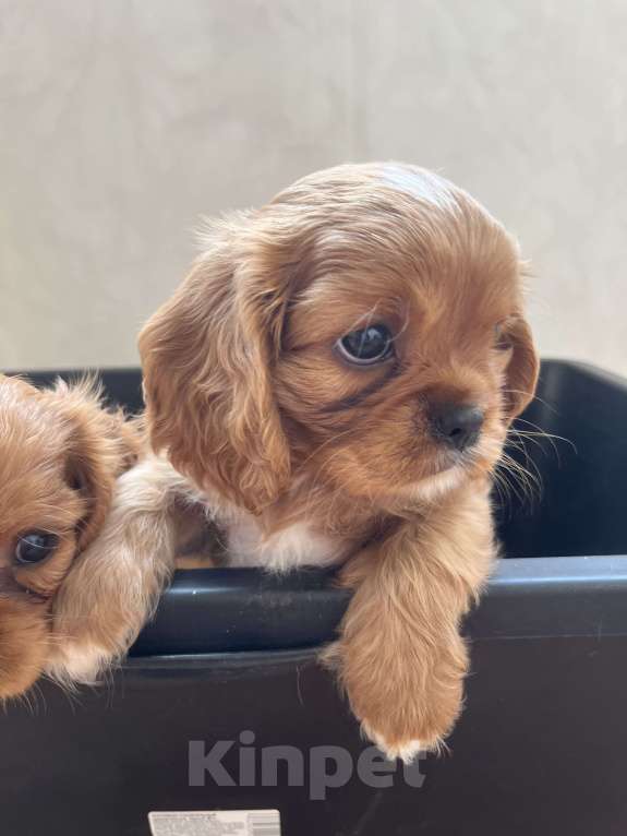 Собаки в Тольятти: Кавалер Кинг Чарльз Спаниель  Мальчик, 100 000 руб. - фото 3