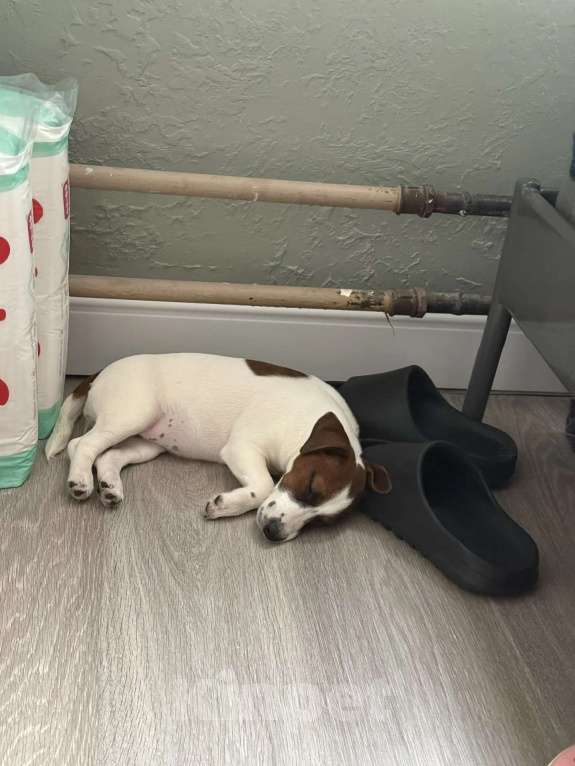 Собаки в Москве: Сука джек Рассел терьер 5 месяцев Девочка, Бесплатно - фото 1