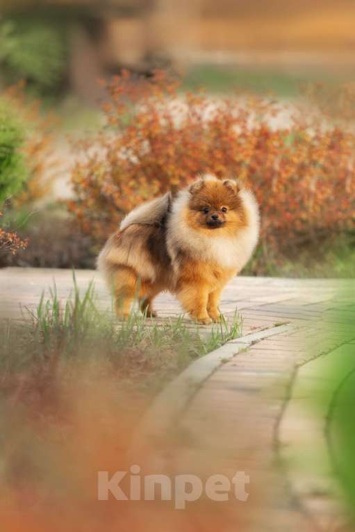 Собаки в Пушкино: Красавец померанец! Мальчик, 50 000 руб. - фото 5