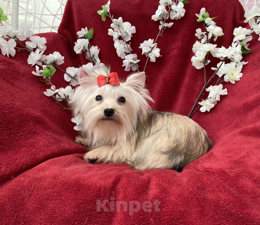 Собаки в Москве: Подрощенный йорк мини девочка золотая Девочка, 80 000 руб. - фото 9