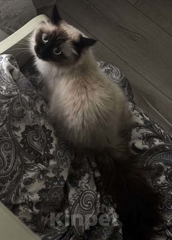 Кошки в Москве: Невские маскарадные котята  Девочка, 25 000 руб. - фото 6