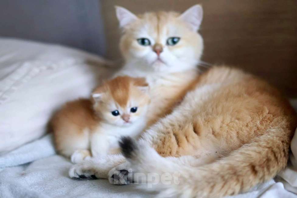 Кошки в Москве: СУПЕР - так зовут этого малыша  Мальчик, 100 000 руб. - фото 2