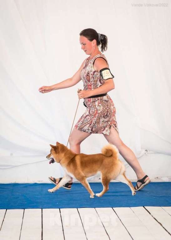 Собаки в Санкт-Петербурге: Сиба ину вязка с чемпионом Мальчик, 40 000 руб. - фото 8