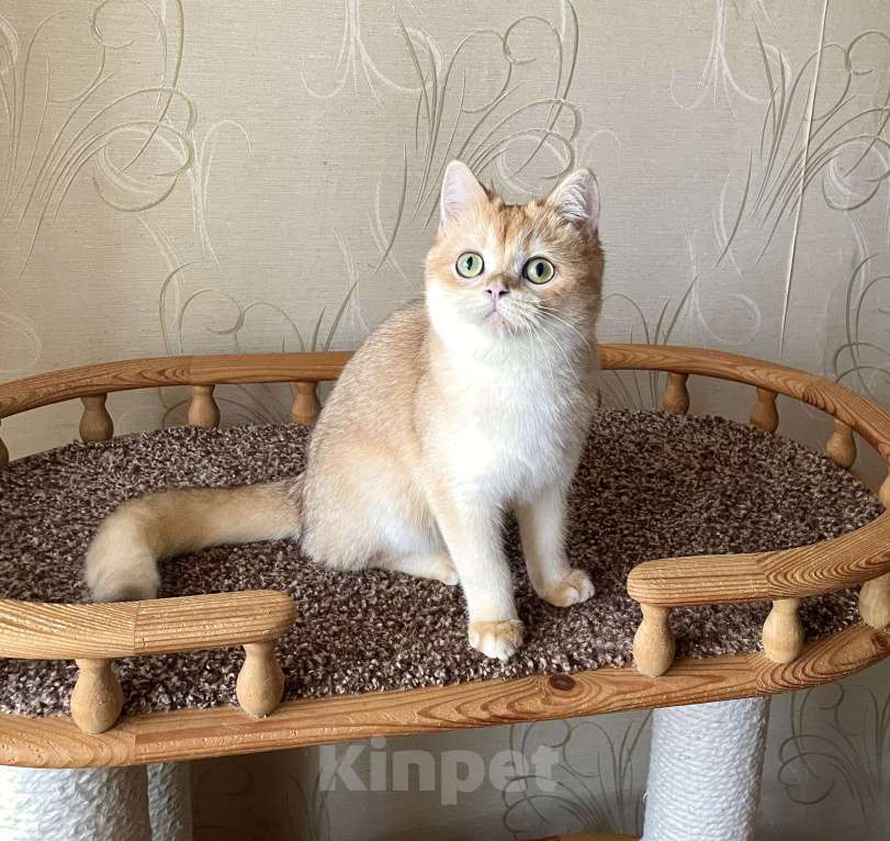 Кошки в Волгограде: Британский золотой котик Мальчик, 9 000 руб. - фото 3