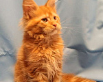 Кошки в Москве: Мейн Кун рыжий котик Мальчик, 35 000 руб. - фото 1