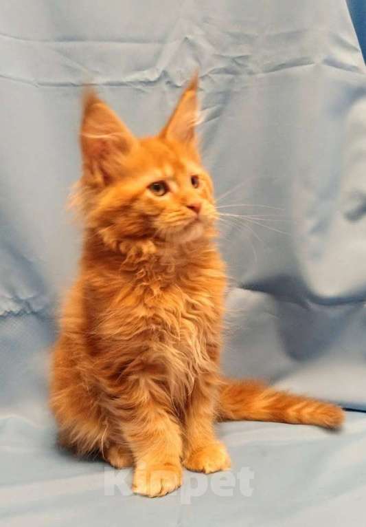 Кошки в Москве: Мейн Кун рыжий котик Мальчик, 35 000 руб. - фото 1