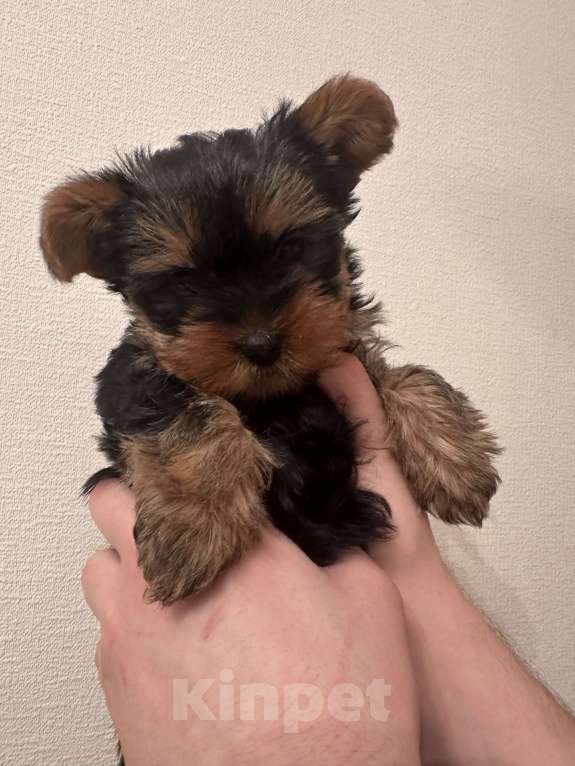 Собаки в Перми: Очень милая девочка  Девочка, 25 000 руб. - фото 2