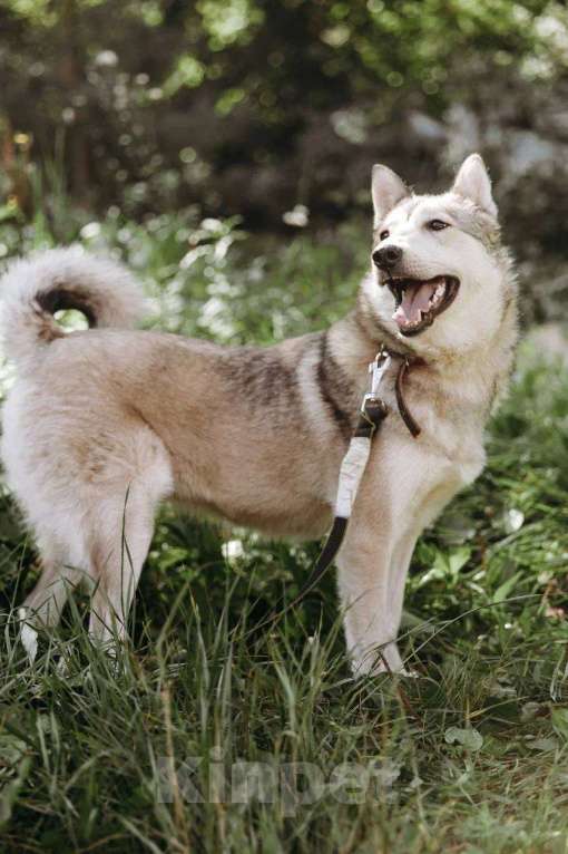 Собаки в Москве: Идеальная квартирная хаски Хасенька! Девочка, 1 руб. - фото 7
