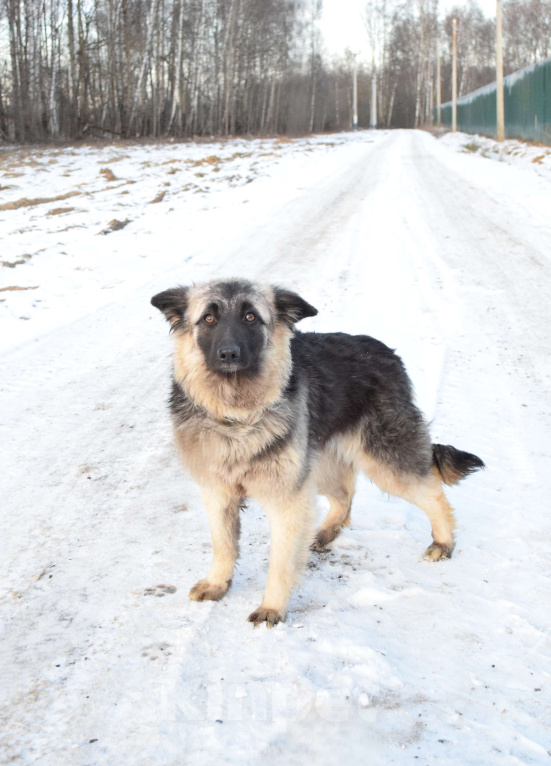 Собаки в Москве: Щенок-подросток, овчарка в дар Девочка, Бесплатно - фото 8