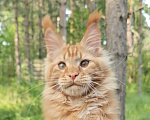 Кошки в других городах Ленинградской области: Котенок мейн-кун Мальчик, 100 000 руб. - фото 1