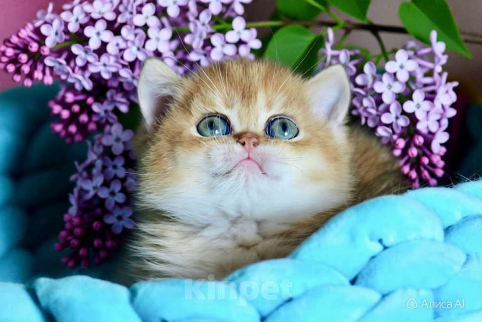 Кошки в Новосибирске: Британская золотая шиншилла Мальчик, 150 000 руб. - фото 3