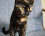 Кошки в Москве: Котёнок Пеппи в добрые руки  Девочка, Бесплатно - фото 2