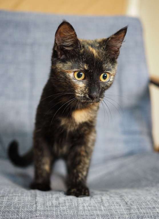 Кошки в Москве: Котёнок Пеппи в добрые руки  Девочка, Бесплатно - фото 2