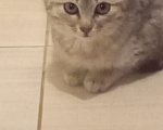 Кошки в Брянске: Котёнок кошка Девочка, Бесплатно - фото 1