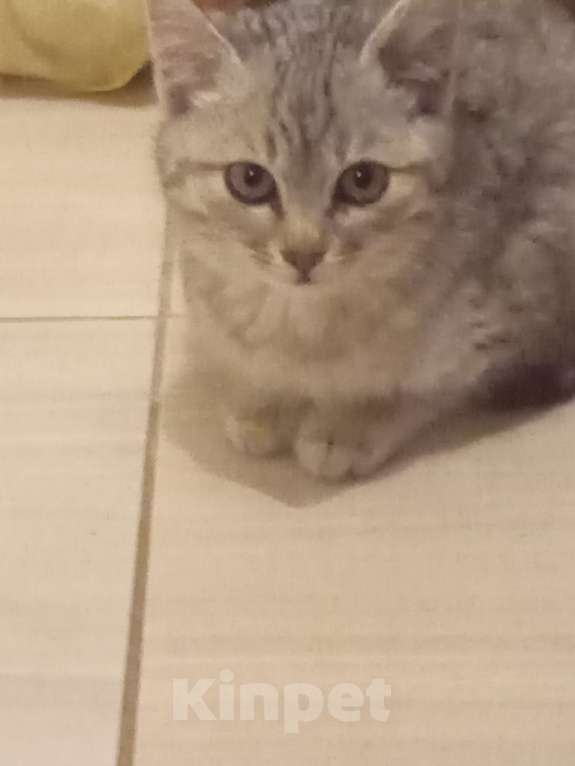 Кошки в Брянске: Котёнок кошка Девочка, Бесплатно - фото 1